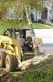 Why You Should Hire Tree Removal Services?