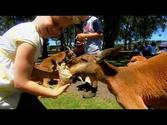 Oakvale Farm & Fauna World - Port Stephens, NSW, Australia