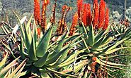 aloe ferox recensioni