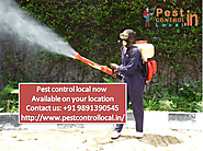 We explain Some methods for remove pest from your home