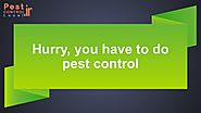 The most popular pest which harm your property many times