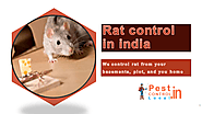 4 useful tips for you that help you for clear rodent at your home