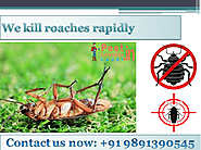 Get pest control service for remove cockroaches instantly