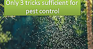 Prevent pest infestation to use this 3 effective tricks