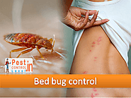 Best solution for bed bugs and how they multiply there self