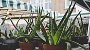 4 Benefits Of Using Aloe Vera As A Regular Skincare Product