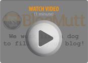 BlogMutt Home - blog writing services, hire blog writers, buy blog posts, professional writing service