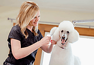 Untitled — Give your Pets Professional Grooming at Home