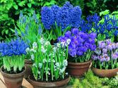 How To Grow Bulb In Your Garden?