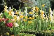 Grow Quality Bulbs In Your Garden