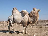 ऊंटों को कूबड़ क्यों होता है? - Interesting Facts about Camel Humps in Hindi