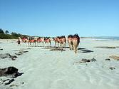 Cable Beach - Wikipedia, the free encyclopedia