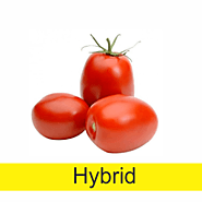 Website at https://www.kifayatonline.com/online-grocery/vegetables/mve000066/0/0/0/0/tomato-hybrid/tom005672
