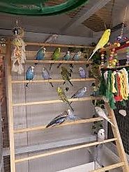 Cheap Parrot Cages