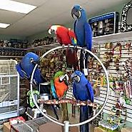 Gabor Parrots Farm