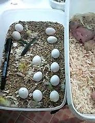 African Grey Eggs Hungary