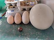 Fertile Eggs For Sale