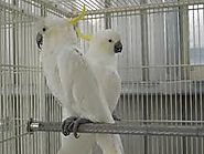 Sulphur cockatoo parrot