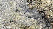 Neil Island - Wikipedia, the free encyclopedia
