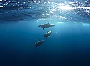 Spot Dolphins in their natural habitat