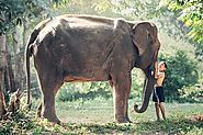 Explore the elephants in Chiang Rai