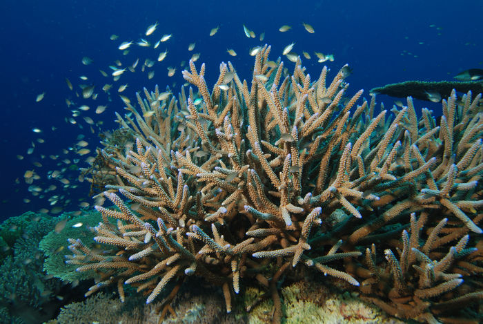 Coral Species In The Maldives A Listly List