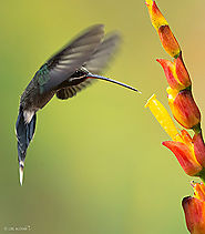 Hummingbird Photography Tours - Ecuador Bird Watching Tour — Expedition Travellers