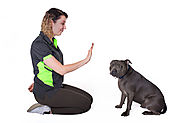 Experienced Dog Trainer Sydney