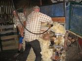 Choosing the Right Sheep Shearing Equipment