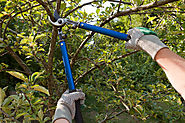 Tree Care Companies Help you in Managing and Maintaining your Tree Assets