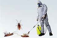 Cockroaches Pest Control Services in Gurgaon