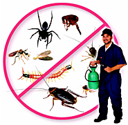 Pest Management Service Provider in delhi ncr