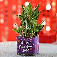 Plant for New Year