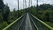 Brave the MacRitchie Treetop Walk