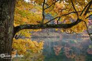 Henry David Thoreau's Walden Pond Concord, MA, USA