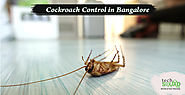 Cockroach Control Services in Whitefield Bangalore