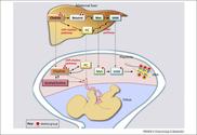 Docosahexaenoic acid and human brain development:... [J Hum Evol. 2014] - PubMed - NCBI
