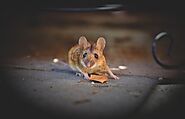 All About House Mice | Family Pest Solutions