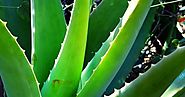 Amazing Benefits of Using Aloe Vera For Skin