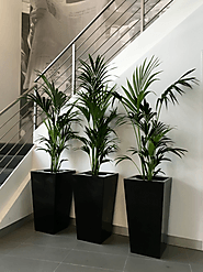 Indoor plant hire professionals are sharing ways to care your plant effectively - How to care of plant if you have ma...