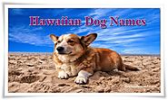 Hawaiian Dog Names Boy and Girl
