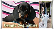 Beagle Names for Smart Dogs [Male and Female]