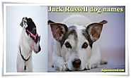 Jack Russell Terrier Dog Names