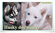 Siberian Names for Husky Dogs