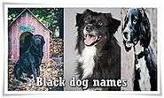Black Dog Names- Boy and Girl [50+ New Names]