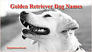 Golden Retriever Dog Names [Male and Female]