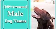 Unique Male Dog Names 2020 - 250+ Popular Boy Puppy Names Ideas