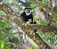mount Kilimanjaro packages