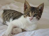 Cyprus cat - Wikipedia, the free encyclopedia