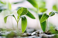 Garden Fertiliser: Apply Plant Fertiliser